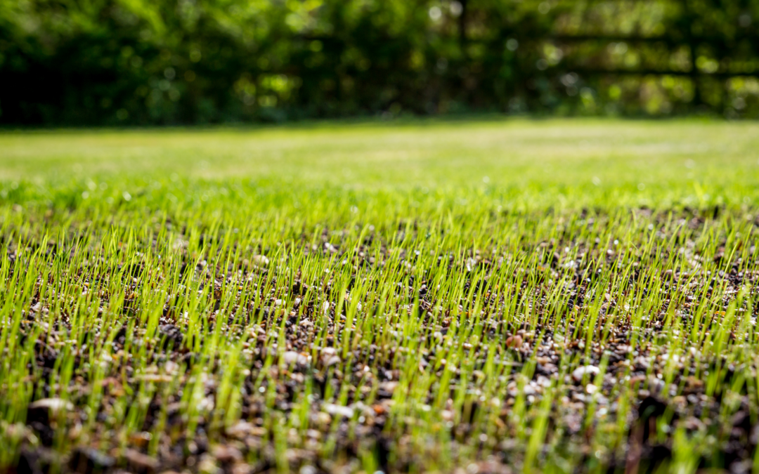How To Sow a New Grass Seed Lawn