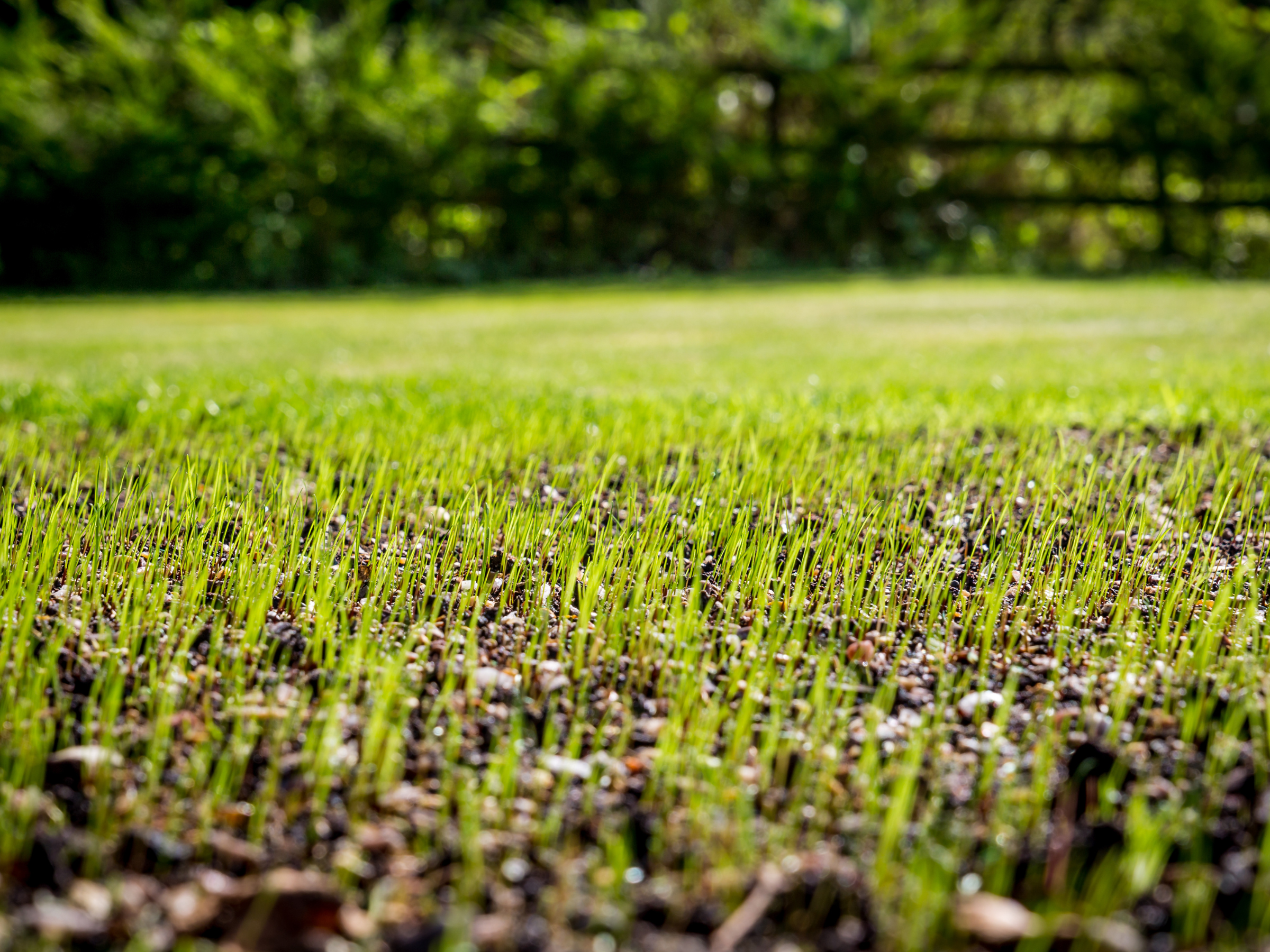 sow a new lawn from seed